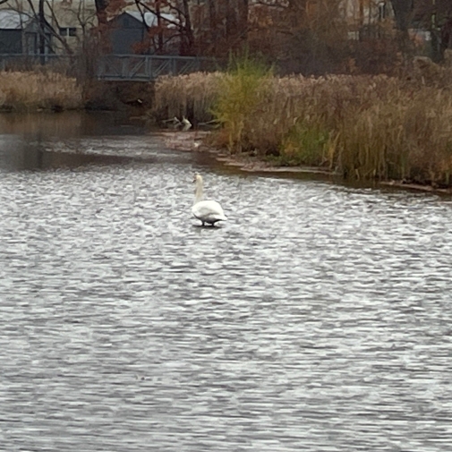 Swan in Water